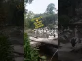 Download Lagu bebek ragunan / burung cangak