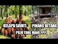 Download Lagu PUNYA LAHAN 1 HEKTAR, PILIH BERKEBUN PINANG BETARA ATAU KEBUN KELAPA SAWIT ??