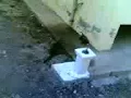 fantom 2 dog