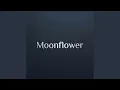 Moonflower