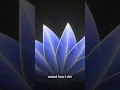 Make Beautiful Gradient Flowers in After Effects No Plugins mynkdzgn