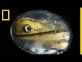 Download Lagu See a Salamander Grow From a Single Cell in this Incredible Time-lapse | Short Film Showcase