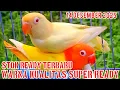 Lagu STOK READY TERBARU✓14 DESEMBER 2025✓ PASANGAN WARNA CANTIK