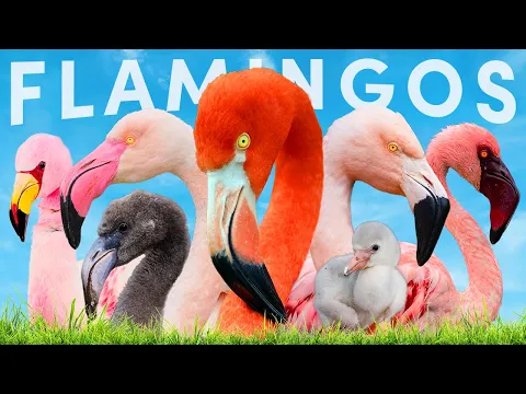 Download MP3 All 6 Flamingo Species \u0026 How To Identify Them