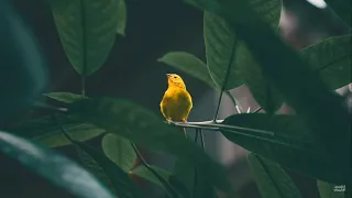 الشيخ ابن العثيمين حديث مروا أولادكم بالصلاة وهم أبناء سبع واضربوهم عليها وهم أبناء عشر 