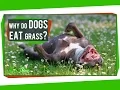Why Do Dogs Eat Grass