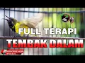 Download Lagu TERAPI SOGON GACOR FULL TEMBAKAN SANGAT EFEKTIF DAN AMPUH BIKIN SOGOK ONTONG JADI GACOR IKUT NEMBAK