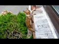 We are back and this squirrel is excited to show you something