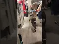 The furrys are out of control