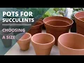 Pots for Succulents - How to Choose a Size