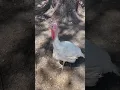 Download Lagu 😳❤️Suara kalkun 🦃 #animalllover #animalfunny #kalkun #suara
