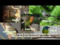Download Lagu Masteran Murai batu kombinasi suara burung Jernih.. Ampuh 💯💯  suara Berjeda dan gemercik Air.