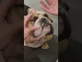 Giving a pet an eye ointment using the finger application method