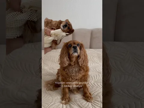 Abartma seviyem🤣🤣 #keşfet #funnydogs #shortvideo #viral #dog