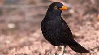 صوت الشحرور الاسود الجحموم او الشحرور الشتوي او الزرياب Common Blackbird  صوت الشحرور الاسود الجحموم او الشحرور الشتوي او الزرياب Common Blackbird