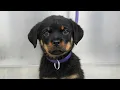 This is your sign to get a Rottweiler Adorable Rottweiler puppy
