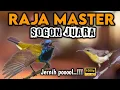 Ngeri !! RAJANYA MASTER SOGON FULL ISIAN KEKINIAN‼️