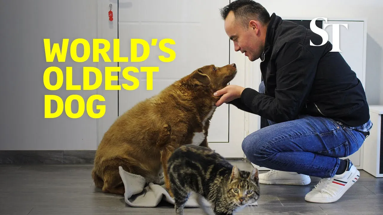 World's oldest dog