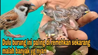 Download Ternyata ini kelebihan burung gereja pohon pantesan banyak nyari MP3