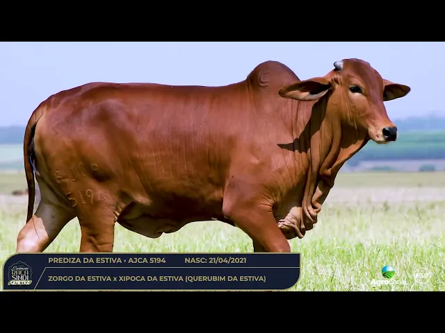 Lote 80 - Matriz Sindi AJCA-5194 - Leilão Essência da Raça Sindi ...