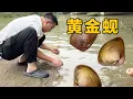 Download Lagu 暴雨过后黄金蚬都被冲到岸边了，根本捡不完，连鸭子都来抢了