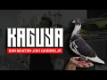 Download Lagu SPILL MERPATI KAGUYA SETIA FAMILY DAN MANTAN JOKI GARONG.JR