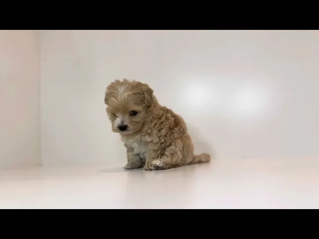 動画