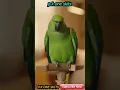 Download Lagu STUBBORN PARROTS #funny #skits