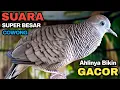 Download Lagu Perkutut Lokal GACOR Suara Kung Besar Pancingan Burung Perkutut Agar Bunyi.