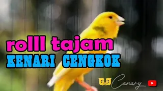 Download KENARI GACOR ROLL TEMBAK cocok buat Mastetan MP3