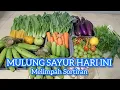 Download Lagu MULUNG TODAY HAS AN ABUNDANCE OF VEGETABLES \u0026 RAW BANANAS