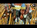 Ep 1 Cinnamon - California Duck Hunting Public Land Cinnamon Teal