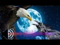 Download Lagu Adu Suara Burung Gagak Dan Bald Eagle !!! 