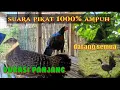 Download Lagu Suara pikat ayam hutan hijau, 100% ayam hutan berdatangan