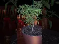 Jalapeno plant on its second year and doing great