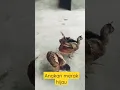 merak hijau anakan
