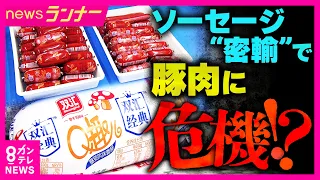 感染すれば”殺処分” 背景には世界中にひろがりつつある「アフリカ豚熱」 中国からソーセージを密輸した疑いで逮捕者も 日本の畜産を守る水際の攻防|newsランナー〈カンテレNEWS〉