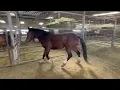 🚨 URGENTE: YEGUA MUSTANG DE 6 AÑOS NECESITA SER RESCATADA ANTES DE MAÑANA #caballo #rescate #caba...