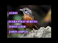 suara pikat burung Tepus lurik jamin ampuh