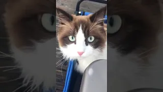Gilligan out for a ride