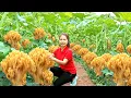 Lagu Harvesting 1000+ Wild Mushroom In The Jungle Go To Market Sell | Ella New Life