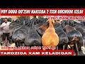 Download Lagu G'AYBULOAKA 200 kg KATTA XISORI QO'CHQOR $200 DAN BUNUS QO'ZNI NARXIDA 2 TISH KATTA QO'CHQOR KELDI 