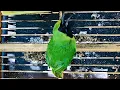Download Lagu Suara burung cucak ijo hijau kecil mini 3/2023 | birdwild chaiya