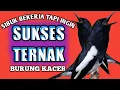 Download Lagu cara ternak burung kacer untuk pemula