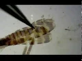 DIY Entomology Lepidoptera Ep 5 Genitalia dissection part 1