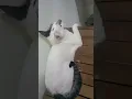 sulk is real 🤣😹 #cat #catfunny #catvideos #fypシ゚viral #viral #trending #funny