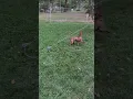I hope you have as much fun as Atlas in the sprinkler