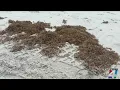 What s that smell Sargassum washes ashore at Jacksonville Beach
