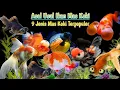 Download Lagu Mengenal 9 Jenis Ikan Mas Koki | Cara Pelihara Dan Tingkat Kesulitannya | Goldfish @MYstudioA3
