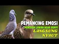 Download Lagu Tekukur Kuk 2 - Suara Paling Gacor Terbukti Ampuh Untuk Pikat \u0026 Pancingan
